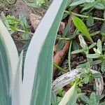 Iris pallida Leaf