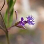 Polygala sibirica Flower