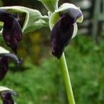 Salvia discolor Fleur