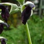 Salvia discolor Blomst