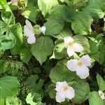 Trillium grandiflorum List