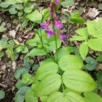 Lathyrus vernusFlower