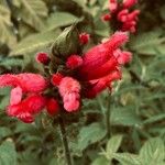 Salvia oxyphora Flor