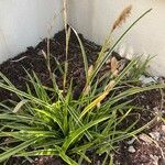 Carex morrowii पत्ता