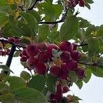 Malus hupehensis Fruit