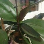 Phalaenopsis × singuliflora Folha