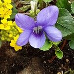 Viola riviniana Kvet