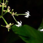 Rudgea stipulacea