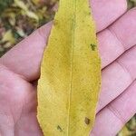 Fraxinus pennsylvanicaFolha