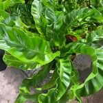 Asplenium antiquum Leaf