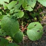 Viburnum lantanoides Leaf