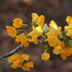 Pterocarpus angolensis Flor