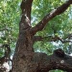 Cinnamomum glanduliferum Otro