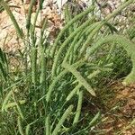 Phleum phleoides Плід