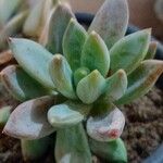 Pachyphytum hookeri List