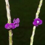 Stachytarpheta frantzii Flower
