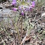 Allium campanulatum Hábito