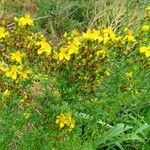 Hypericum perforatum Hábitos