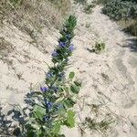 Echium vulgareFlower