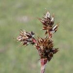 Luzula campestris Flower