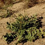 Erucastrum virgatum Habit