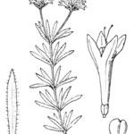 Asperula hirta Other