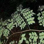 Leucaena multicapitula Leht