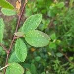 Cotoneaster pannosusЛіст