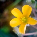 Oxalis corniculataFlower