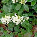 Daphne blagayana Flower