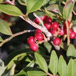 Pistacia lentiscus Fruit