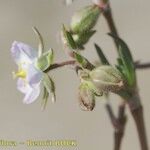 Spergula nicaeensis Fiore