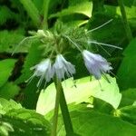 Hydrophyllum virginianum Blomst