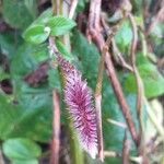 Achyranthes aspera 花