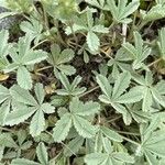 Potentilla valderia Leaf