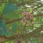 Cordia dentata Φύλλο