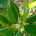 Myoporum tenuifolium ᱥᱟᱠᱟᱢ