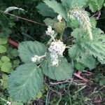 Rubus armeniacusLeaf