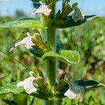 Ajuga laxmannii Flower