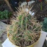 Echinocereus maritimus Ліст