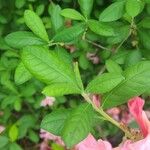 Rhododendron canescens Yaprak