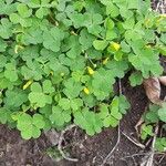 Oxalis stricta Folio