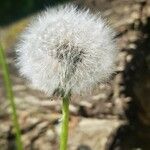 Taraxacum cucullatiforme 果実