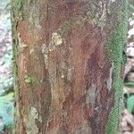 Pouteria grandis 樹皮