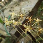 Rangaeris muscicola Flower