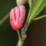 Podocarpus lucienii