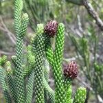 Dacrydium araucarioides Celota
