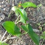 Arisarum vulgareFlower