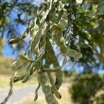 Sophora denudata Fruto