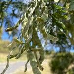 Sophora denudata Plod